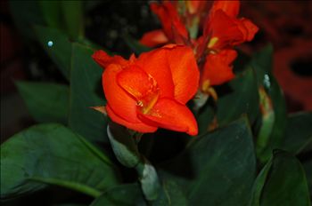 Canna Firefly